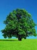 Tree Of Life