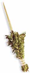 Lulav (small)