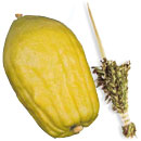 Sukkot